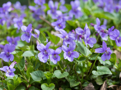 10-Herb Blend for Natural Relief