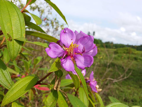 Traditional Herbal Blend