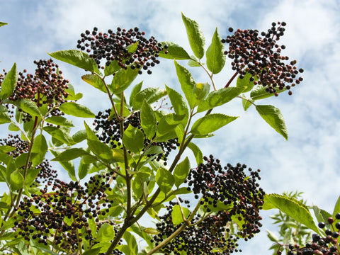 Clean, Simple Ingredients