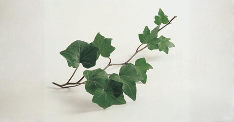 Dealing with Hoarseness? Why Your Syrup Needs English Ivy