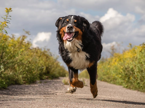 Comprehensive Hip & Joint Support