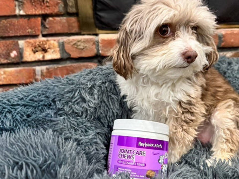 Clean Label, Pet-Parent Approved