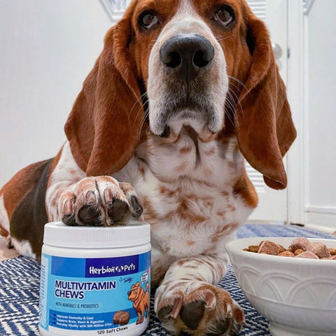 A dog with his paw on Herbion Multivitamin Dog Chews bottle