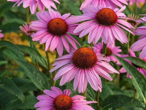 Essential Nutritional Support