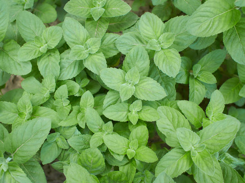 Soothing Relief with Menthol