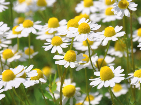 Gentle, Parent-Trusted Formula