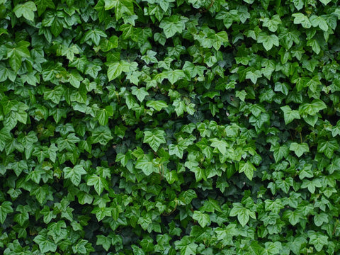 Standardized Ivy Leaf Extract